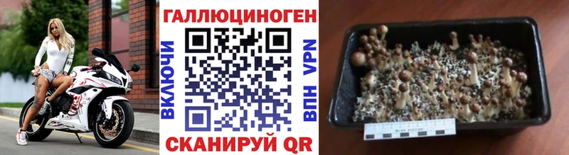 Псилоцибиновые грибы MAGIC MUSHROOMS  Кущёвская 